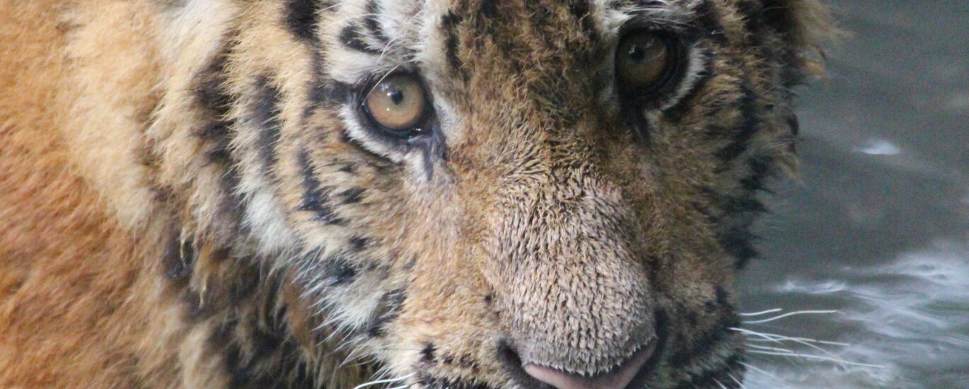 A young tiger partially submerged in water, its piercing eyes reflecting quiet desperation. 