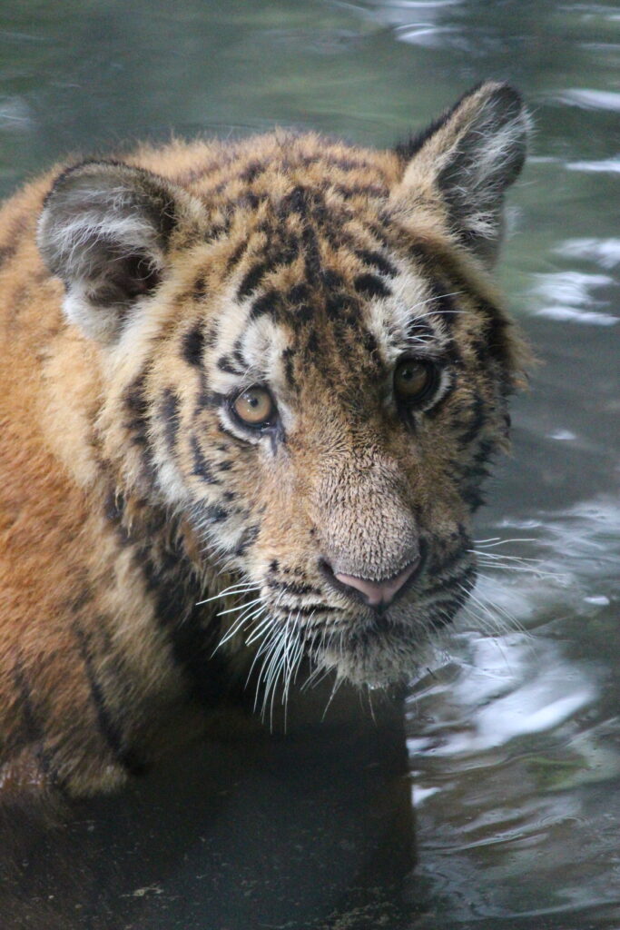 A young tiger partially submerged in water, its piercing eyes reflecting quiet desperation.
