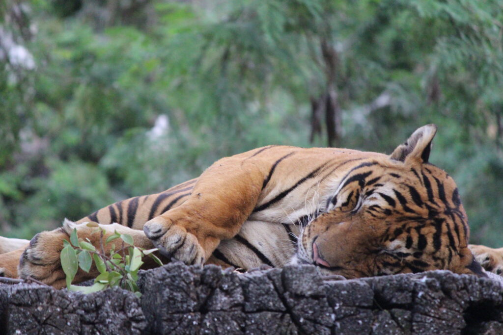 A full-grown tiger asleep on a rock, surrounded by lush greenery.