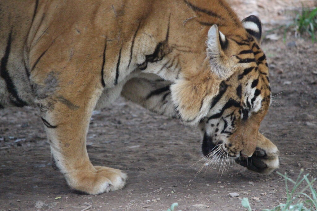 A captive tiger bows its head, licking its paw, revealing scars and signs of a confined life.